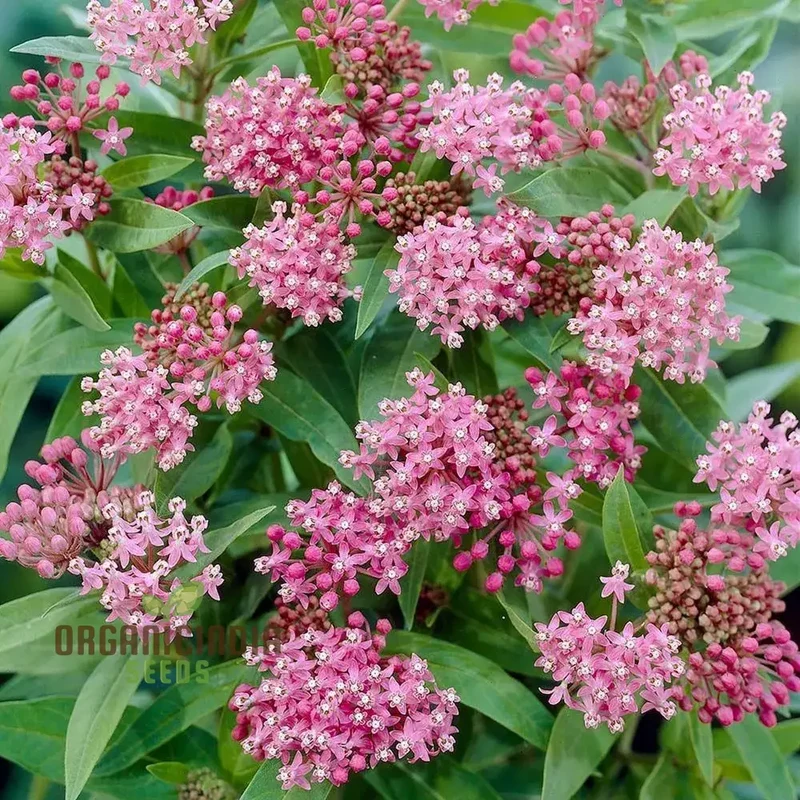 Red Milkweed Flower Seeds, Enhancing Your Garden with Native Beauty and Expert Planting