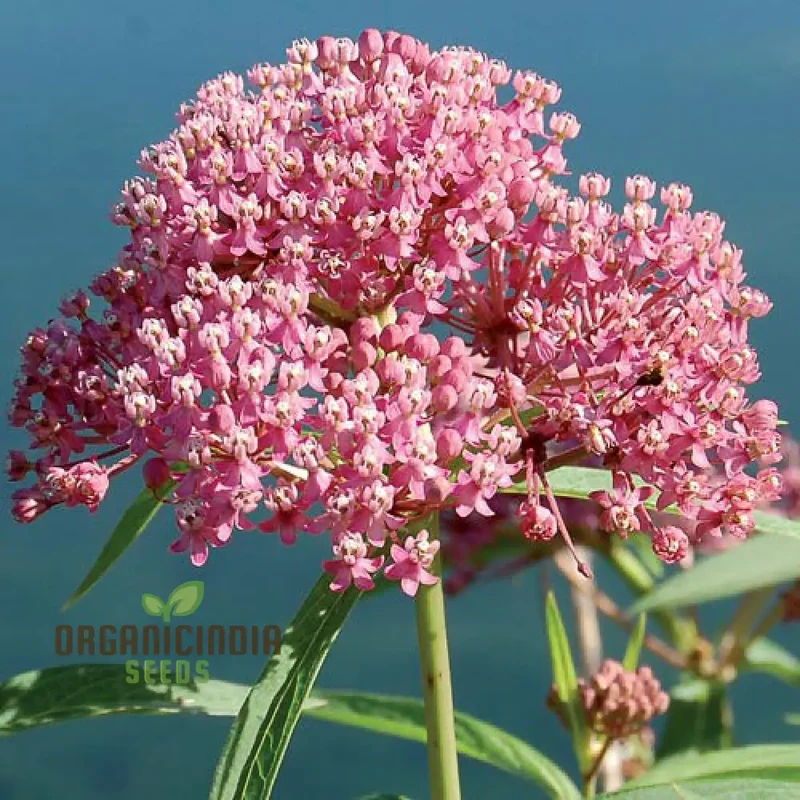 Red Milkweed Flower Seeds, Enhancing Your Garden with Native Beauty and Expert Planting