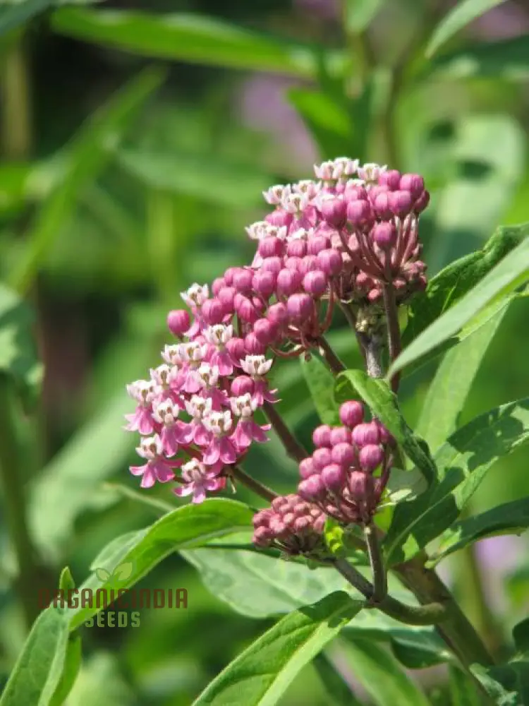 Red Milkweed Flower Seeds, Enhancing Your Garden with Native Beauty and Expert Planting