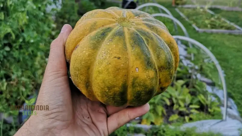 Rare Noir Des Carmes Melon Seeds For Planting: Exquisite Heirloom for Your Garden's Summertime Splendor