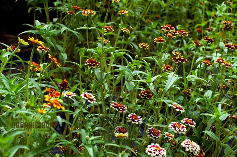 Jazzy Mix Zinnia Flower Seeds, Vibrant Variety for Gardening Enthusiasts, Premium Garden Seeds