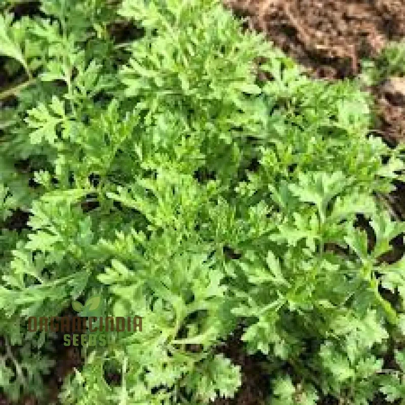 Garden Cress Seeds – Fresh, Fast-Growing Nutritious Greens for Home Gardening