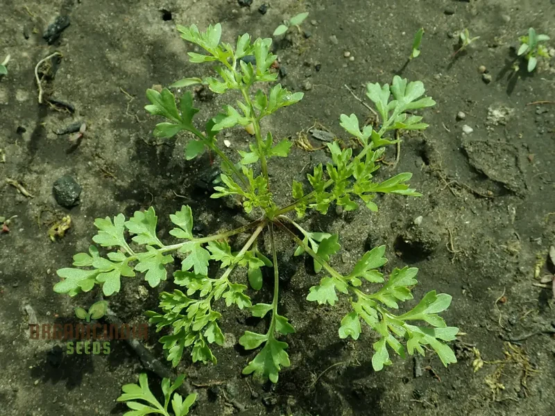 Garden Cress Seeds – Fresh, Fast-Growing Nutritious Greens for Home Gardening