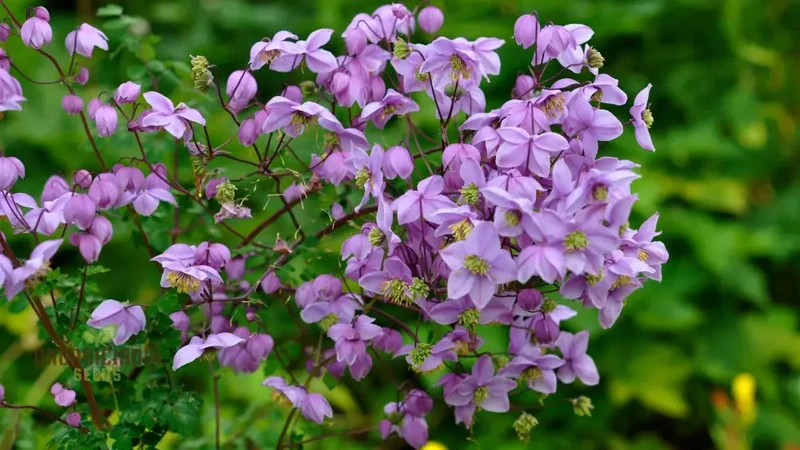 Thalictrum Seeds (Thalictrum Delavayi Seeds) - Premium Seeds for Stunning Elegant Blooms