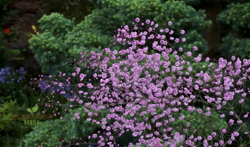 Thalictrum Seeds (Thalictrum Delavayi Seeds) - Premium Seeds for Stunning Elegant Blooms