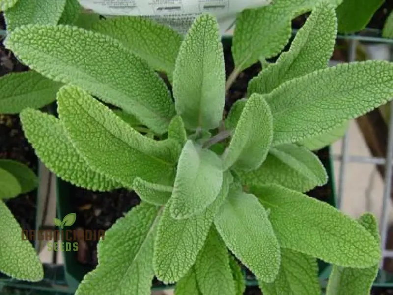 Salvia Officinalis Alba Seeds – Organic White Sage Herb for Culinary & Garden Use