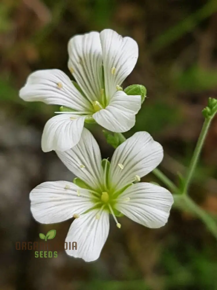 Minuartia Laricifolia Flower Seeds, Rare Beautiful Perennial Seeds for a Stunning Garden