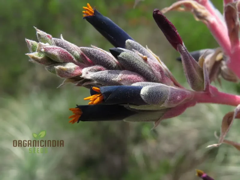 Puya Coerulea var. Coerulea Black Flower Seeds For Planting, Growing Striking Blue-Green Blooms for Your Garden