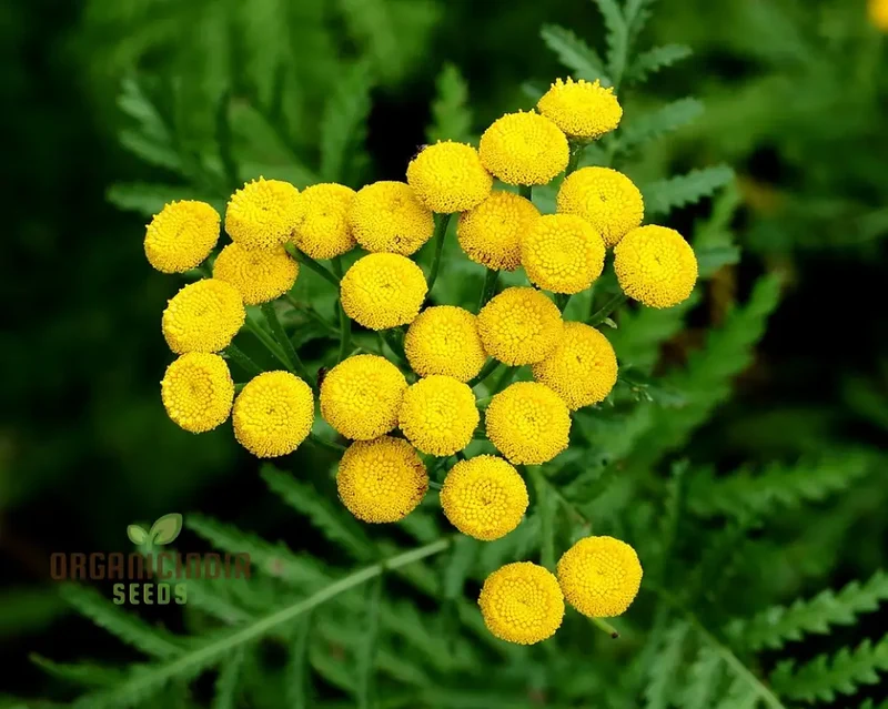 Tanacetum Vulgare Seeds – Cultivate Beauty and Benefits for Your Outdoor Oasis