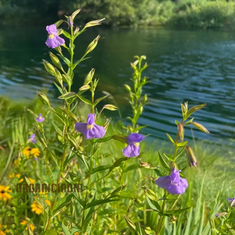 Mimulus Ringens Flower Seeds for Planting, Vibrant Wildflower Seeds for Garden