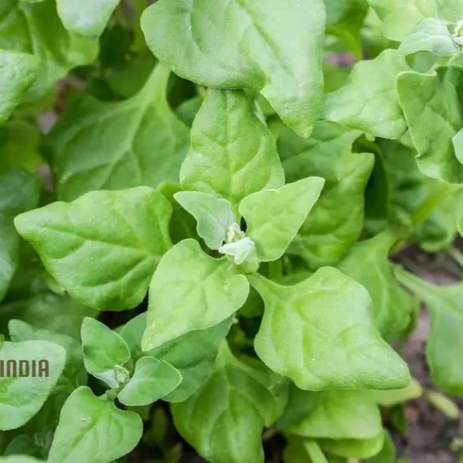 SPINACH NEW ZEALAND SPINACH Seeds for Your Gardening Needs