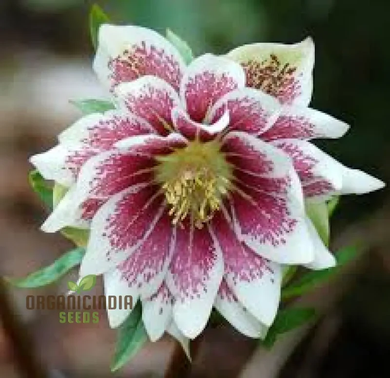 Helleborus Orientalis Plantworld Doubles Seeds | Exquisite Gardening Delight for Your Home Garden