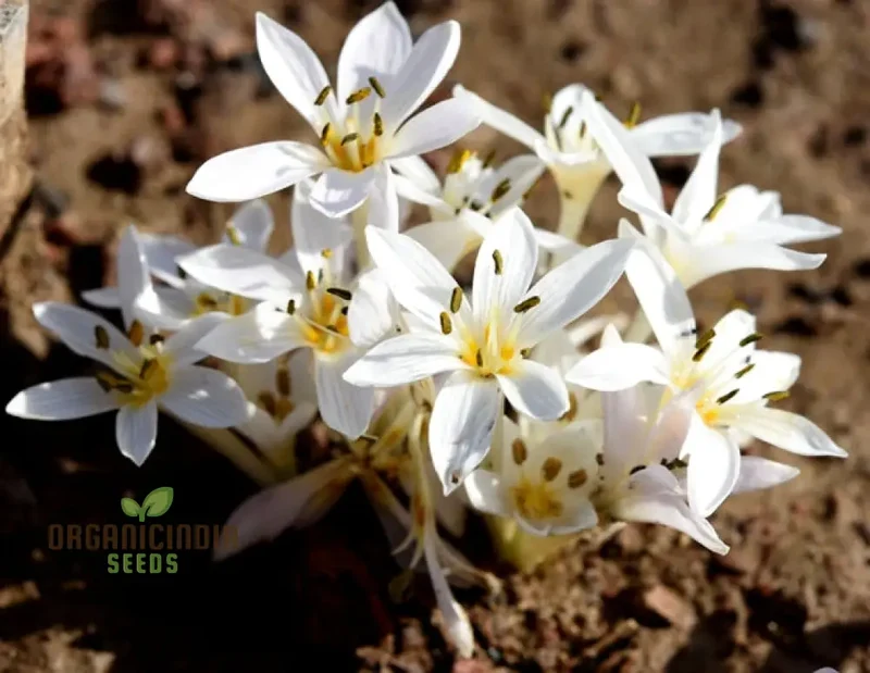 Colchicum Cupanii Flower Seeds for Planting, Premium Quality for Gardening