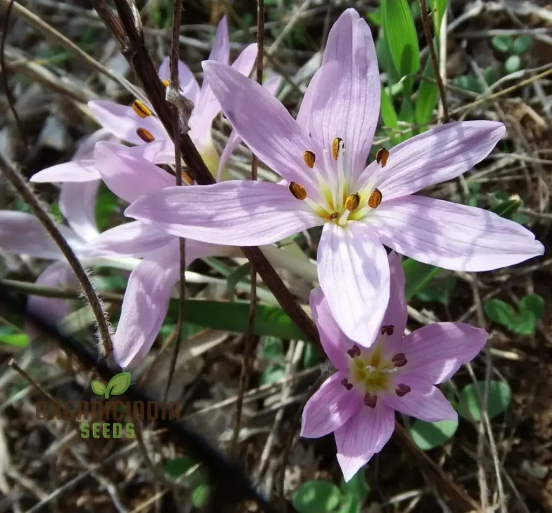Colchicum Cupanii Flower Seeds for Planting, Premium Quality for Gardening