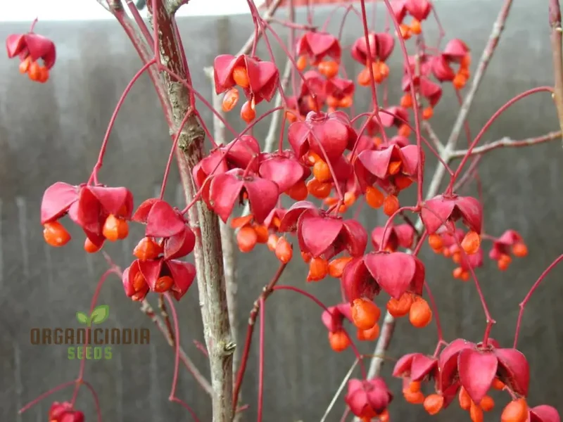 Euonymus Planipes Seeds – Hardy Ornamental Shrub for Landscaping