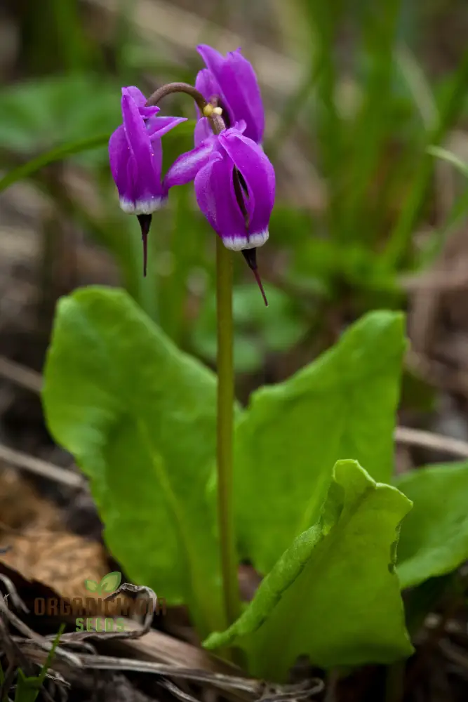 Dodecatheon Frigidum Flower Seeds, Unique and Hardy Blooms to Enrich Your Garden