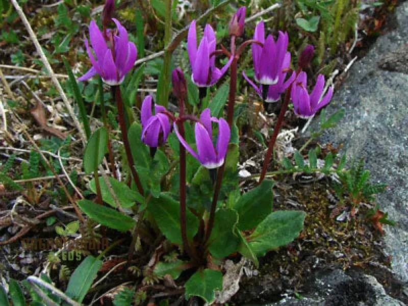 Dodecatheon Frigidum Flower Seeds, Unique and Hardy Blooms to Enrich Your Garden