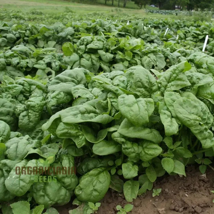 SPINACH GIANT WINTER Seeds for Your Winter Garden | Buy Seeds Online
