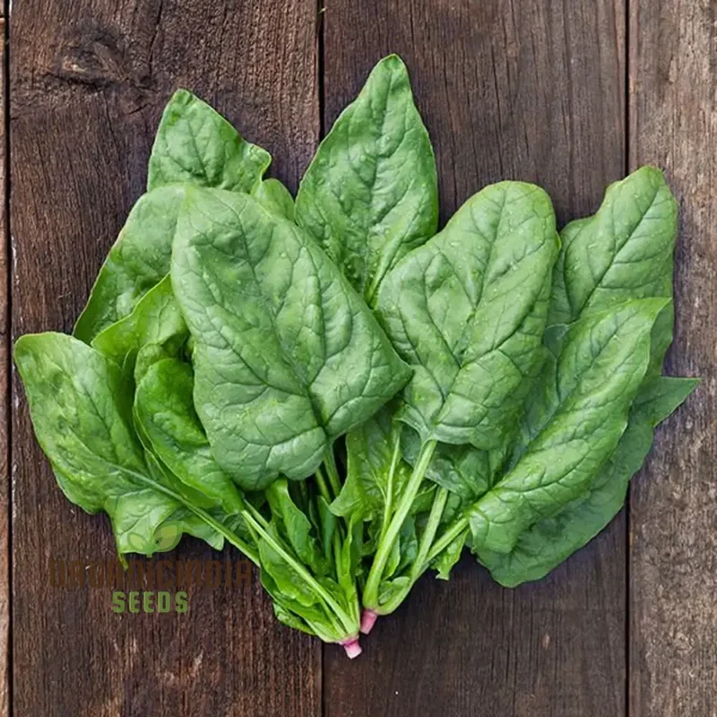 SPINACH GIANT WINTER Seeds for Your Winter Garden | Buy Seeds Online