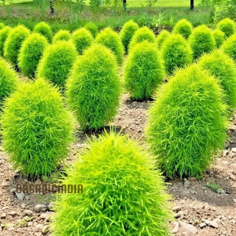 Green Kochia Scoparia Seeds for Planting-Grow Your Own Spectacular Foliage for a Stunning Landscape
