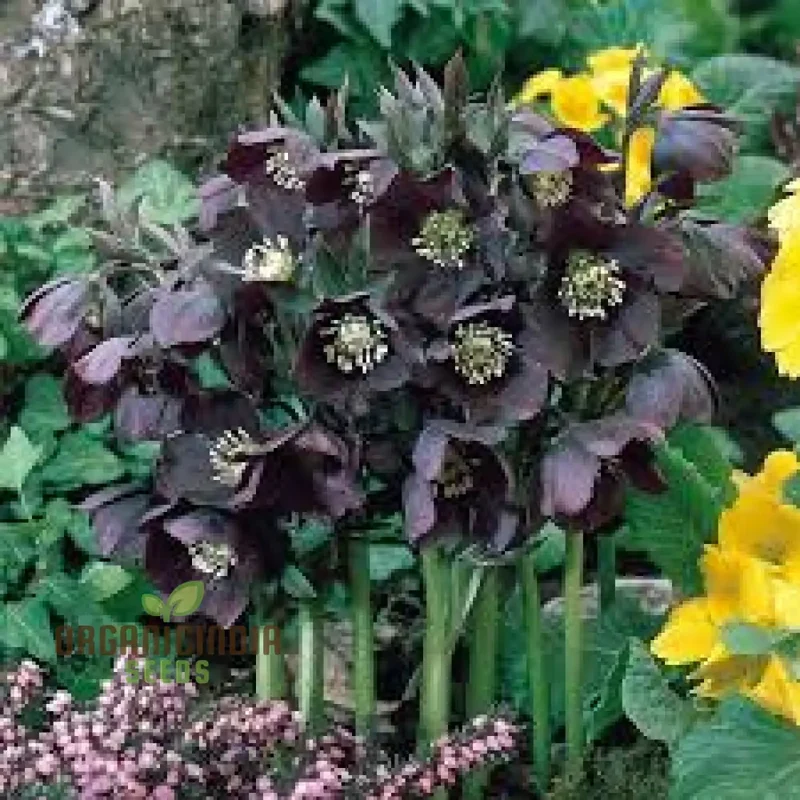 Helleborus Orientalis Seeds: Explore the Beauty of Lenten Roses in Your Garden - Shop Gardening Delights!