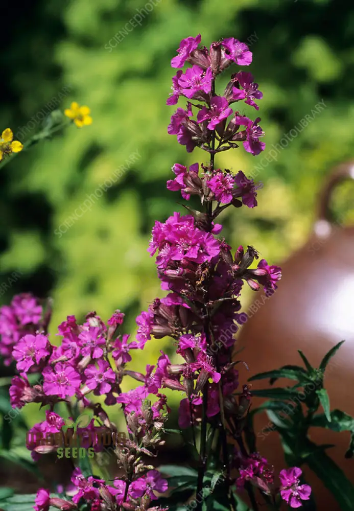Lychnis Yunnanensis Flower Seeds for Planting, Unique and Colorful Garden Blooms