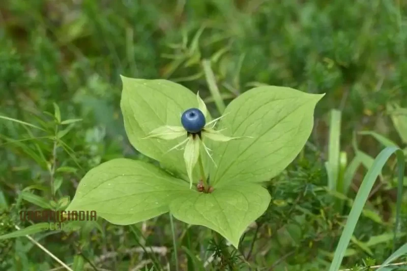 Paris Quadrifolia Seeds for Unique and Enchanting Gardens - Perfect for Gardening Enthusiasts Seeking Rare and Unusual Seeds