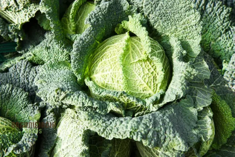 CABBAGE ORMSKIRK Seeds for Your Gardening Needs