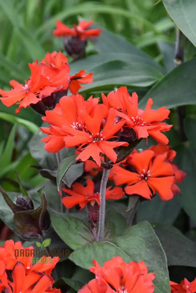Lychnis x haageana 'Molten Lava' Flower Seeds, Vibrant Garden Blooms, Premium Seeds for Gardening
