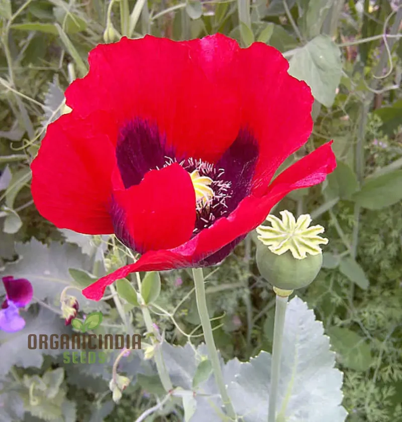 Papaver Somniferum Ultimate Mixture Seeds for Spectacular Gardening: Premium Quality, Vibrant Blooms, and Easy Cultivation for Your Garden Oasis