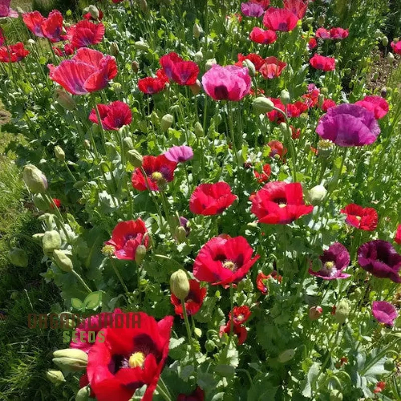 PAPAVER SOMNIFERUM SUMMER BLAZE Seeds for Vibrant Gardens | High-Quality Flower Seeds for Summer Blooms and Gardening Enthusiasts