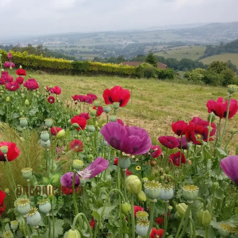 PAPAVER SOMNIFERUM SUMMER BLAZE Seeds for Vibrant Gardens | High-Quality Flower Seeds for Summer Blooms and Gardening Enthusiasts