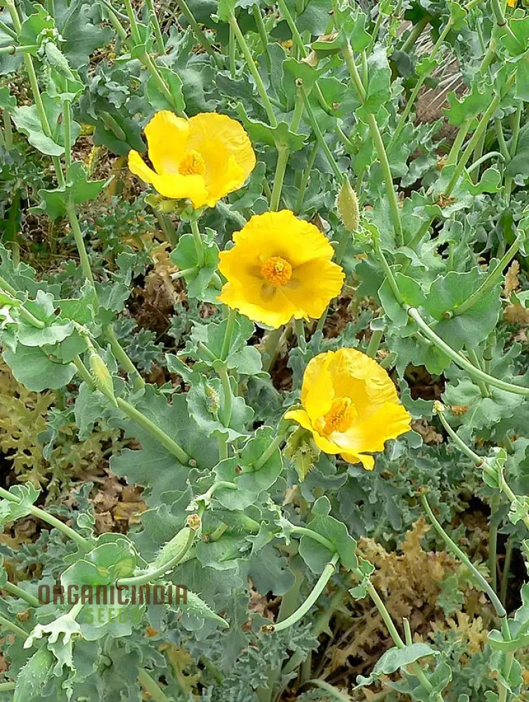 Poppy Seeds (Glaucium Flavum Seeds) - Yellow Horned Poppy for Gardening Enthusiasts