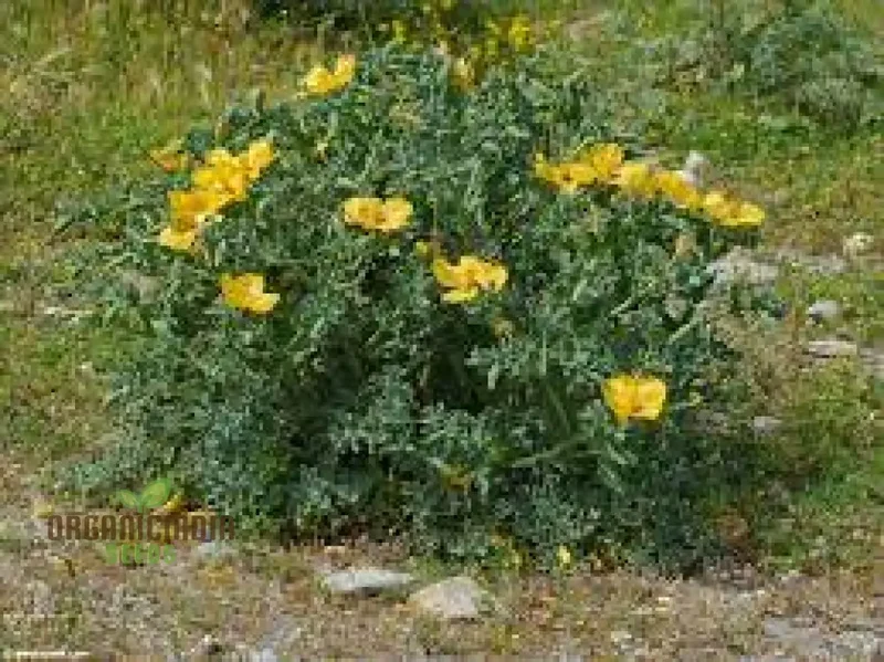 Poppy Seeds (Glaucium Flavum Seeds) - Yellow Horned Poppy for Gardening Enthusiasts
