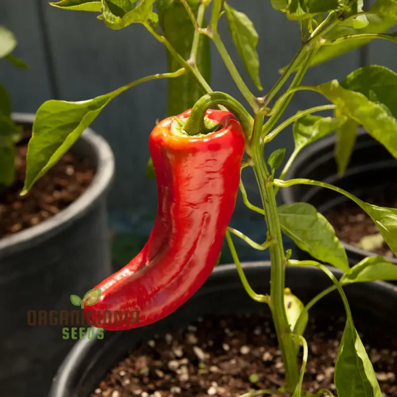 PEPPER HEALTHY Seeds for Planting, Your Garden | Buy Seeds Online
