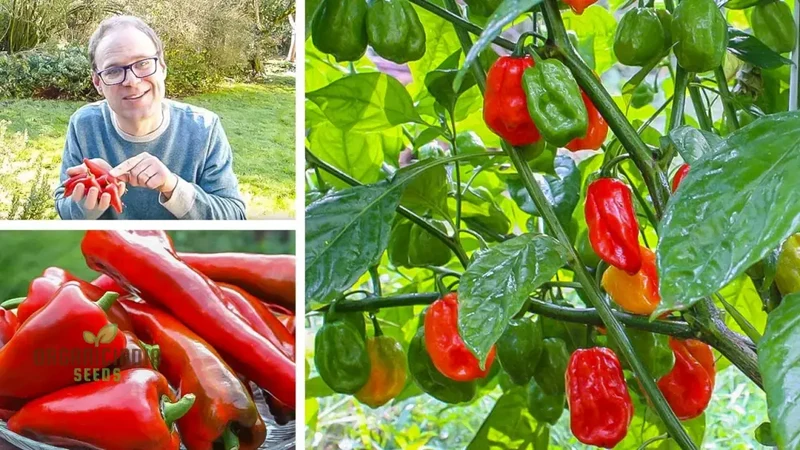 PEPPER HEALTHY Seeds for Planting, Your Garden | Buy Seeds Online