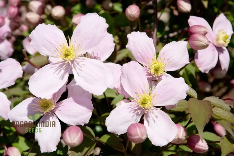 Clematis Seeds (Clematis Montana Perfumed Mixed Seeds) - Fragrant Mixed Blooms for Gardening