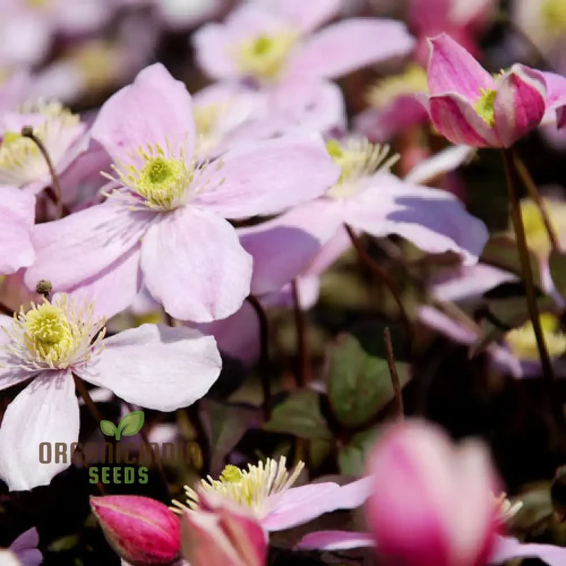 Clematis Seeds (Clematis Montana Perfumed Mixed Seeds) - Fragrant Mixed Blooms for Gardening