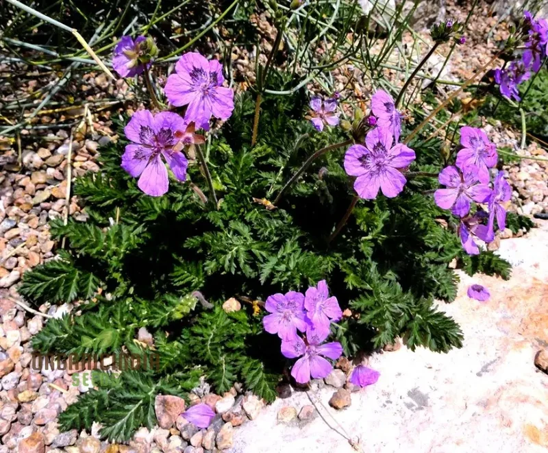 Erodium Castellanum Seeds for Planting - Drought-Tolerant Perennial Flower Seeds