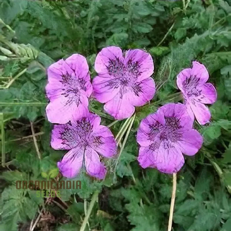 Erodium Castellanum Seeds for Planting - Drought-Tolerant Perennial Flower Seeds