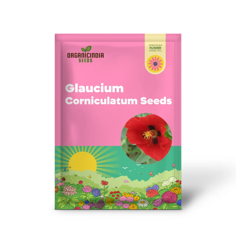 Glaucium Corniculatum Seeds – Hardy Perennial Garden Variety for Unique Landscapes
