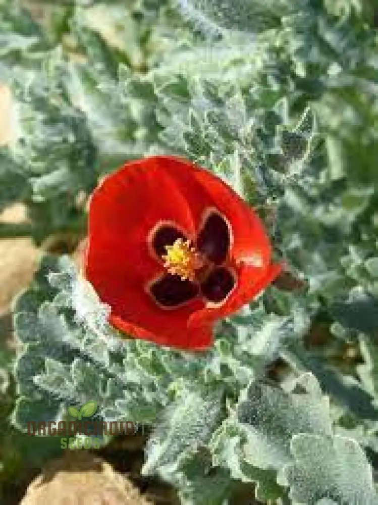 Glaucium Corniculatum Seeds – Hardy Perennial Garden Variety for Unique Landscapes