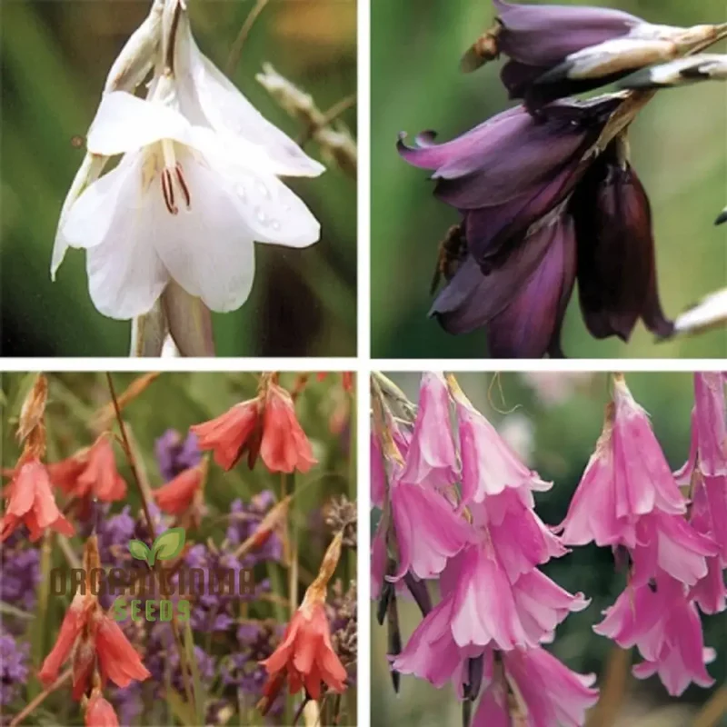 Dierama Plant World Jewels Flower Seeds, Exquisite Additions to Your Garden's Beauty