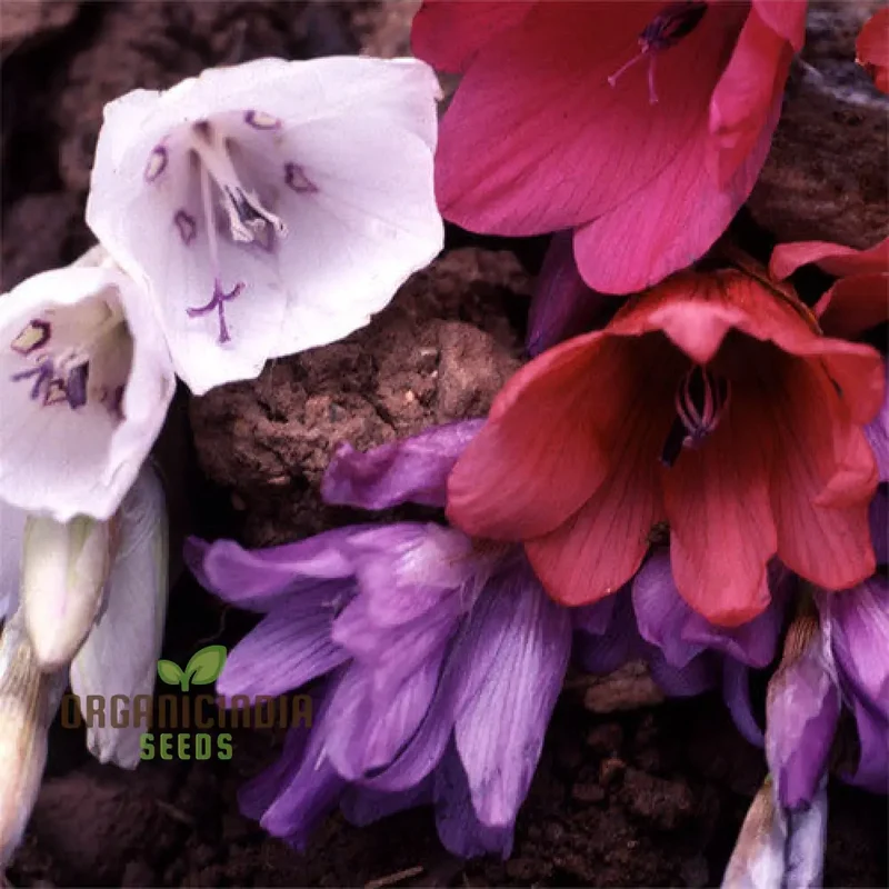 Dierama Plant World Jewels Flower Seeds, Exquisite Additions to Your Garden's Beauty