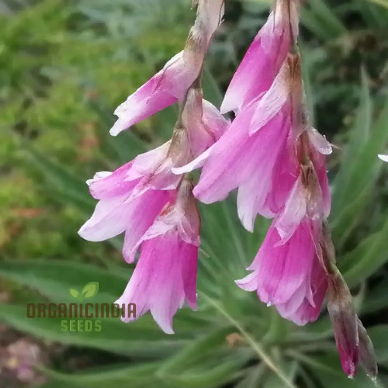 Dierama Plant World Jewels Flower Seeds, Exquisite Additions to Your Garden's Beauty