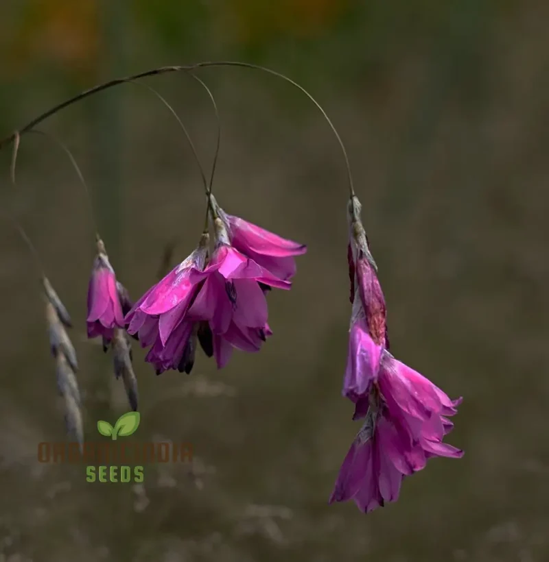 Dierama Nixonianum Flower Seeds For Planting, Delicate and Beautiful Blooms for Your Garden