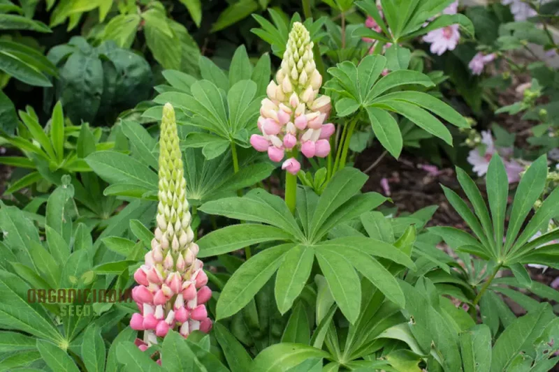 Lupinus x russellii 'The Chatelaine' Flower Seeds for Planting, Elegant and Vibrant Addition to Your Garden