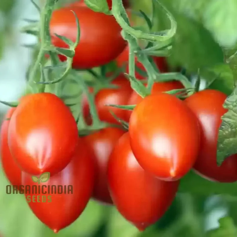 TOMATO FEDERLE Seeds for planting Your Garden | Buy Seeds Online