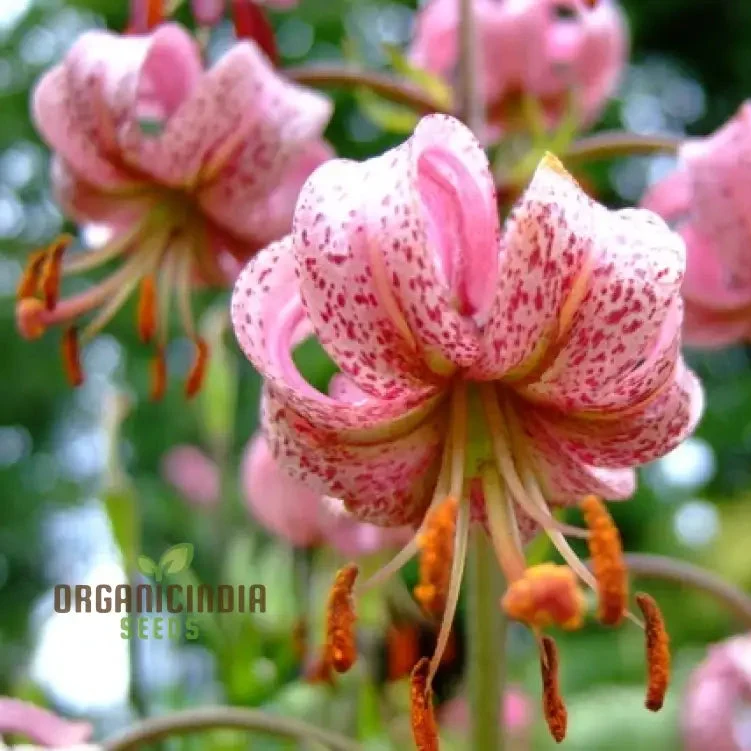 Lilium Martagon (Pink) Seeds for Majestic Beauty and Graceful Blooms