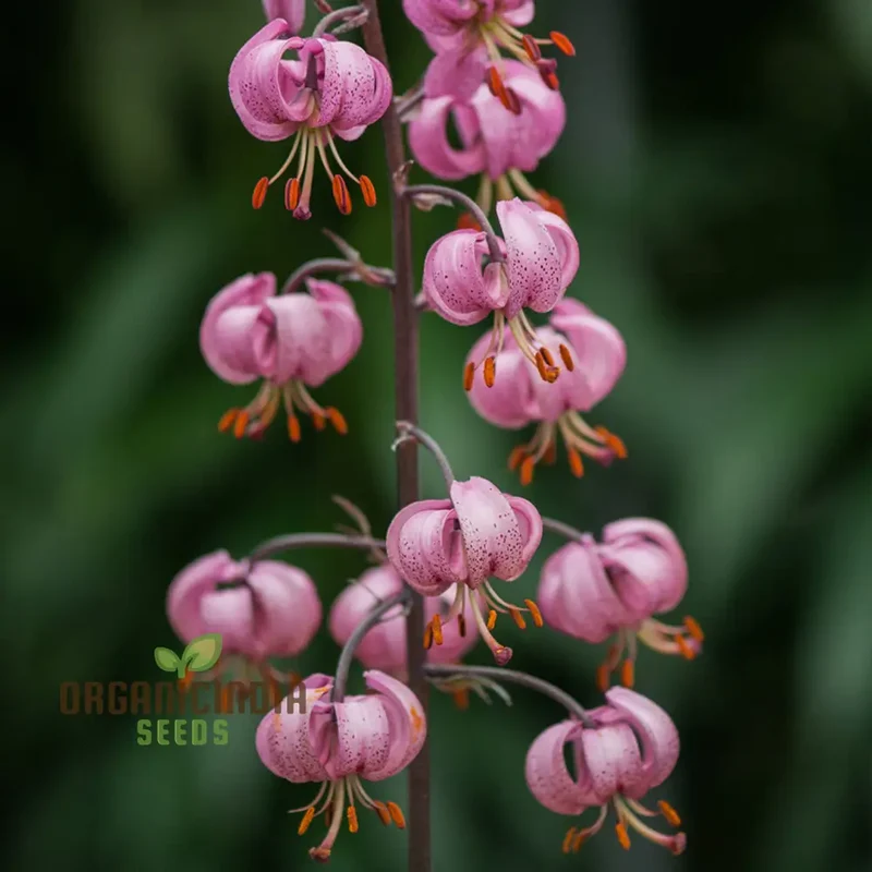 Lilium Martagon (Pink) Seeds for Majestic Beauty and Graceful Blooms